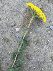 Achillea filipendulina