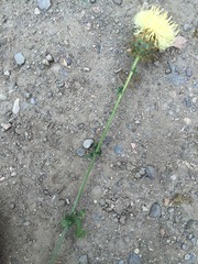 Centaurea carduiformis