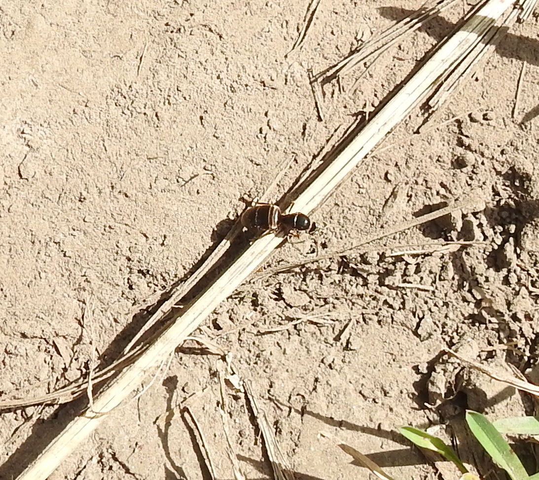 Lasius