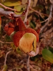 Annona crassiflora