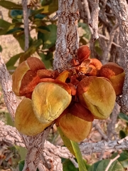 Annona crassiflora