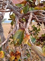Annona crassiflora