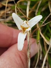 Xerophyta adendorffii