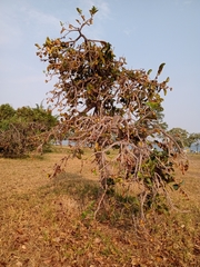 Annona crassiflora