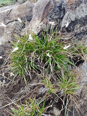 Xerophyta adendorffii