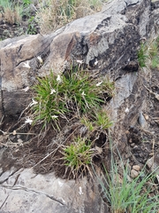 Xerophyta adendorffii