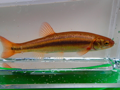 Northern Pearl Dace photo 5