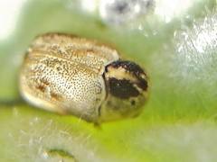 Chlamisus discipennis