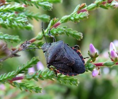 Rhacognathus punctatus