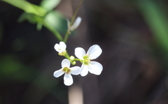 Cardamine tuberosa
