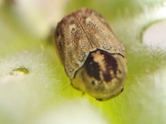 Chlamisus discipennis