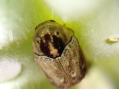 Chlamisus discipennis