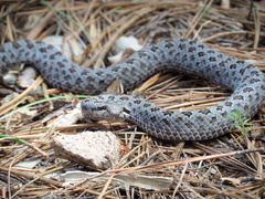Crotalus pricei