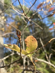 Viburnum cassinoides