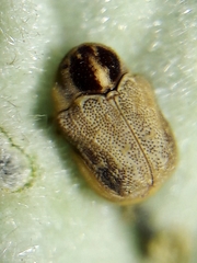 Chlamisus discipennis