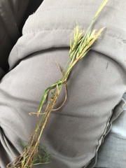 Bromus hordeaceus