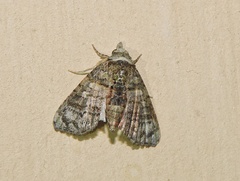 Chlumetia transversa