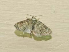 Chlumetia transversa