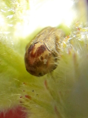 Chlamisus discipennis