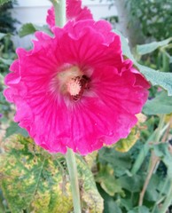 Apis mellifera
