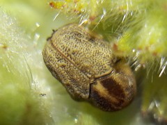 Chlamisus discipennis