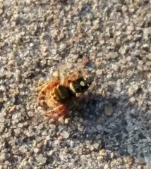 Phidippus audax