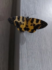 Pantherodes
