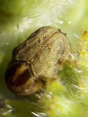 Chlamisus discipennis