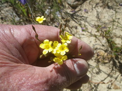 Linum brevistylum