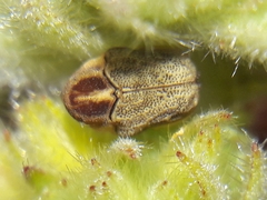 Chlamisus discipennis