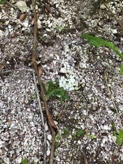 Arabidopsis arenosa arenosa