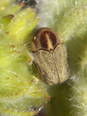 Chlamisus discipennis