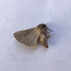 Noctuinae