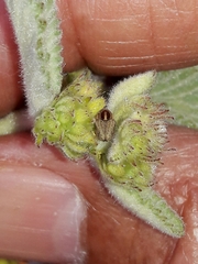 Chlamisus discipennis