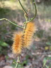 Pygarctia roseicapitis