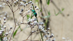 Ceratochrysis kansensis