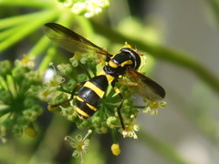 Xanthogramma marginale