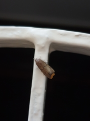 Doloessa ochrociliella