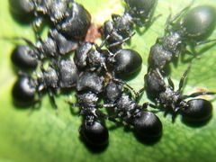 Cephalotes pusillus