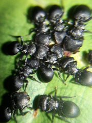 Cephalotes pusillus