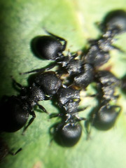 Cephalotes pusillus