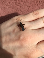 Boisea trivittata
