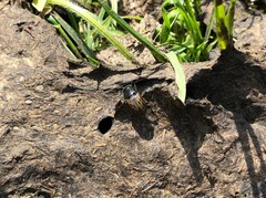 Acrossus luridus