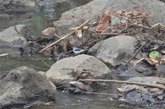 Motacilla clara