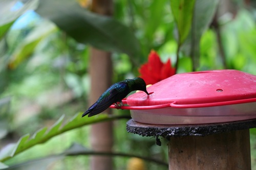 Thalurania colombica