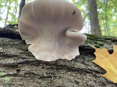 Ischnoderma resinosum