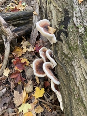 Ischnoderma resinosum