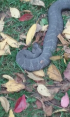 Nerodia sipedon