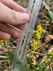 Solidago caesia caesia