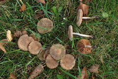 Inocybe cincinnata